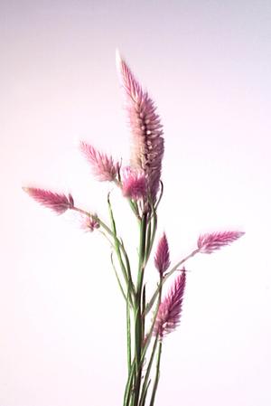 オリジナルのシェードを作れる通販サイト